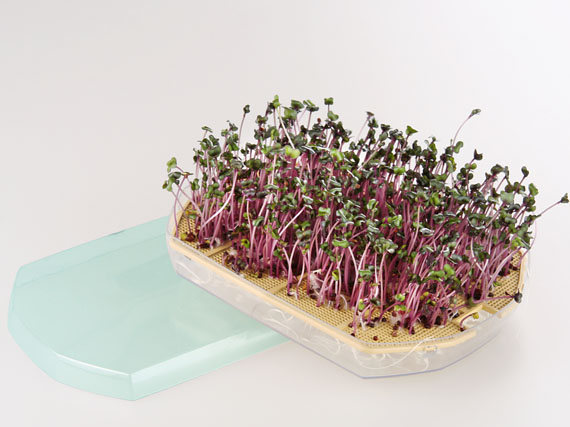 Germinadores: brotes caseros en un pispás